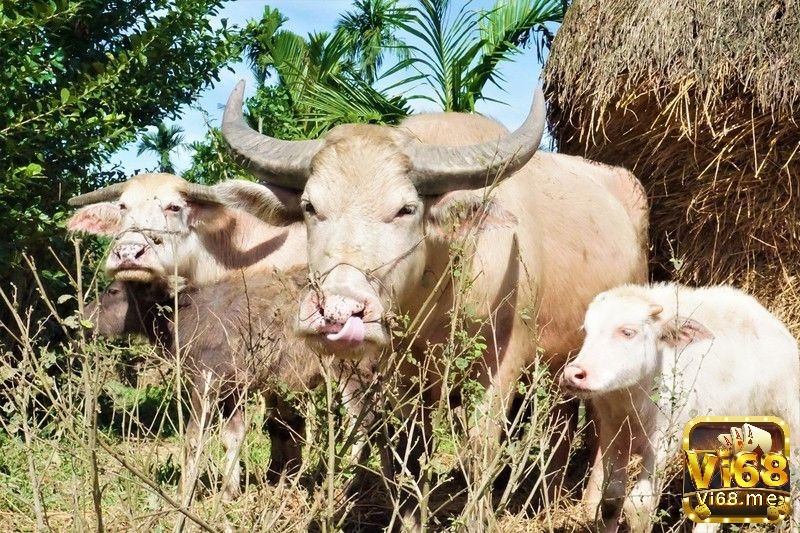 Mơ thấy trâu trắng đánh đề con gì dựa trên từng tình huống chiêm bao 